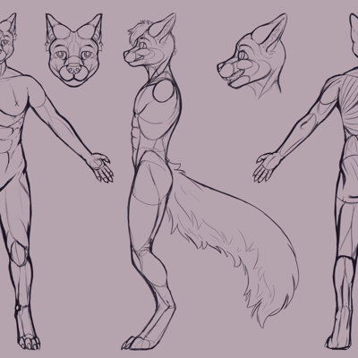 Kobaj reference that shows his muscle structure.