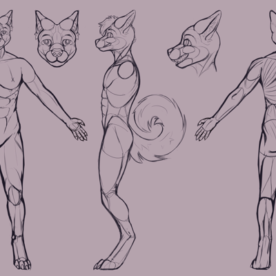 Kobaj reference that shows his muscle structure.